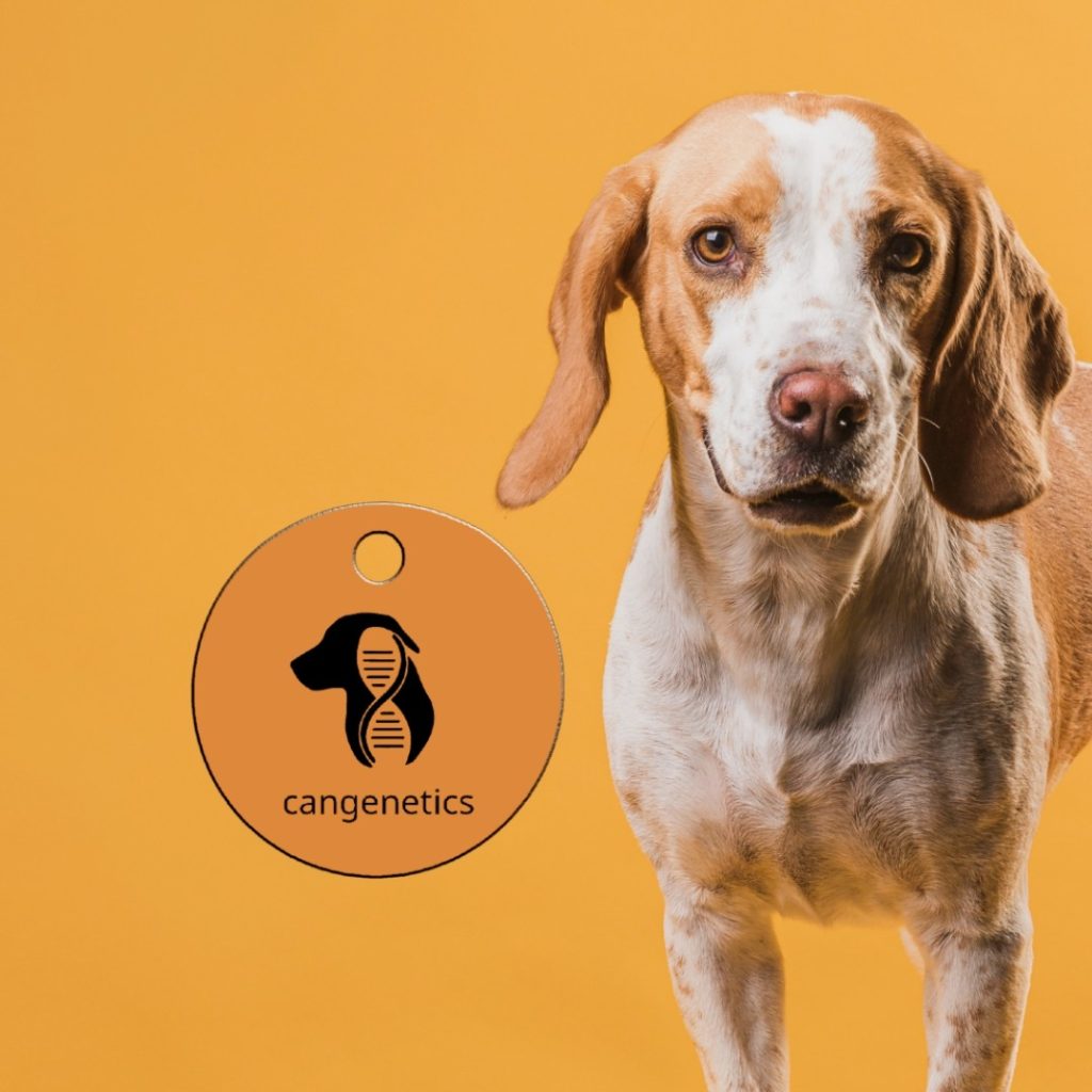 Chapa identificativa para perros — duplicado de placa Cangenetics